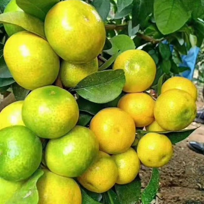 【特早柑桔】小叶桔 云南蜜橘 叶桔 大量供货 现摘现发试试搜这些好货