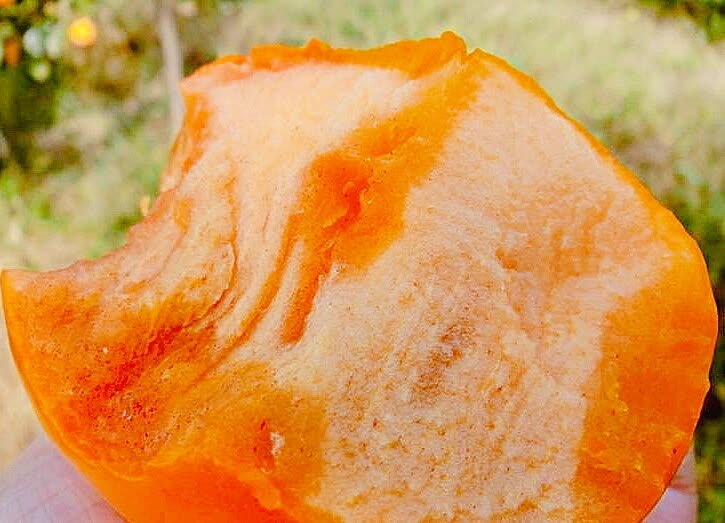 甜脆柿子果实在阳光下的特写，展示其橙红色的外观和晶莹的果肉