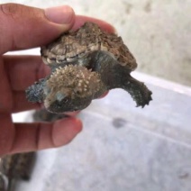 佛鳄一两起都有