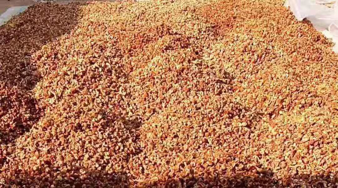 姬松茸菌丝体相关产品展示图