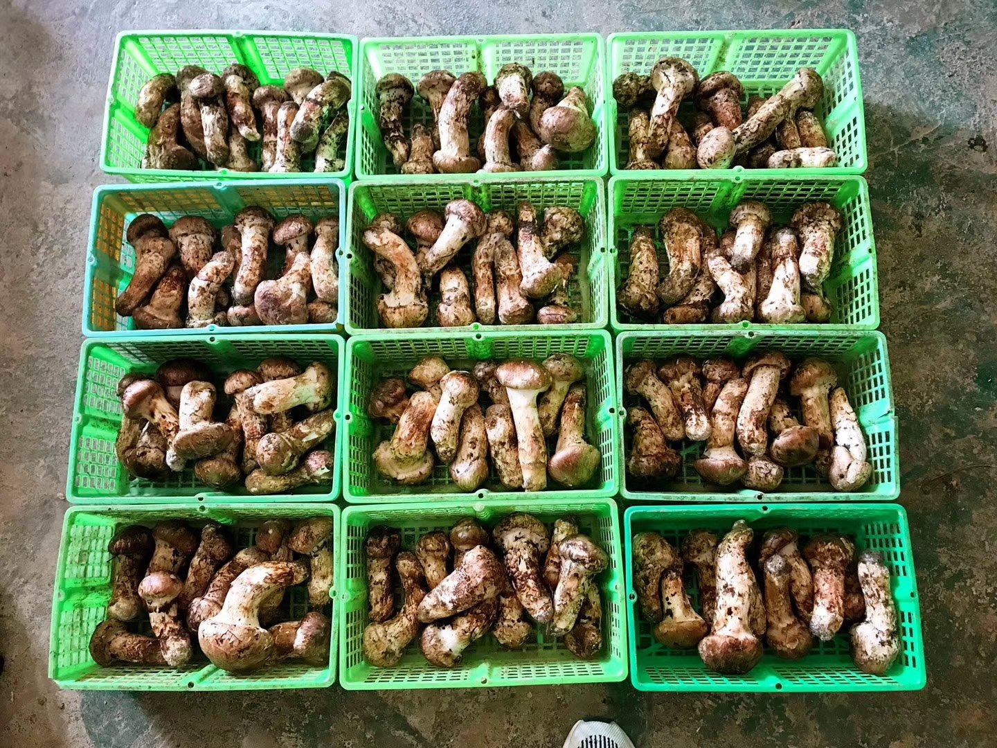 香格里拉松茸在市场交易现场,展示其高品质与高价值 香格里拉松茸市场交易现场