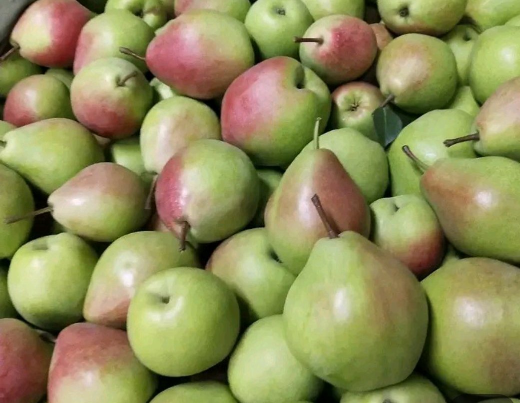 展示七月红梨与鸭梨、香梨、雪花梨的外观与口感对比,帮助消费者直观了解差异 七月红梨与其他梨类品种对比图