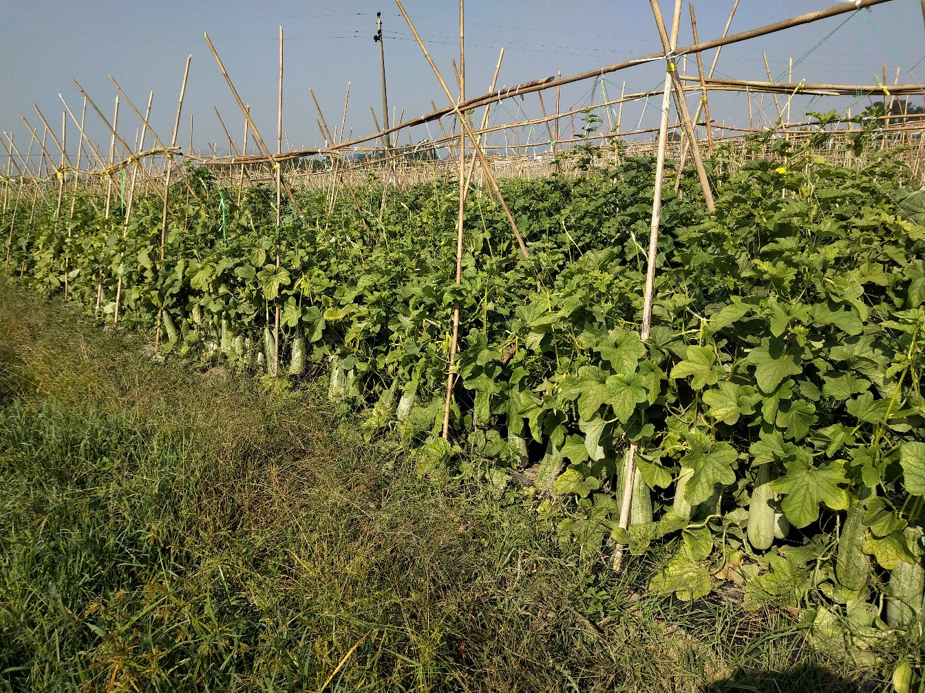 一片整齐种植的羊角蜜甜瓜田,藤蔓茂盛,叶片浓绿,部分果实已套袋防护,阳光照射下呈现出健康的生长状态,远处可见农民正在田间管理作业 羊角蜜甜瓜田间生长实景图