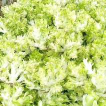 儿菜