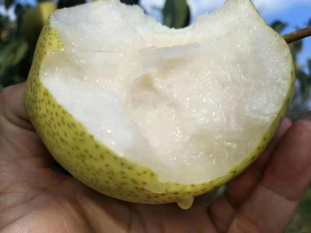一个成熟饱满的翠绿色雪梨,表皮光滑,切开后露出晶莹剔透的果肉,汁水丰富,背景为木质砧板和几片新鲜薄荷叶 梨果特写