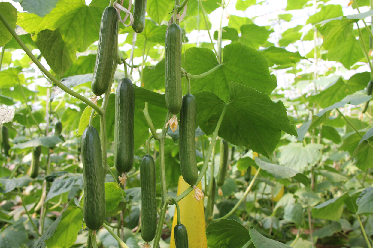 清晨阳光下的黄瓜藤,果实饱满,绿意盎然,呈现出自然生长的状态 黄瓜生长在藤蔓上,清晨阳光照射