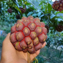 布福娜