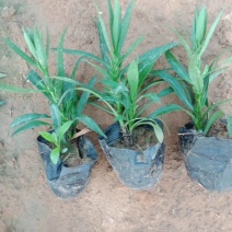荷兰菊基地一手货源量大从优欢迎选购