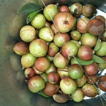 精品油茶果，油茶籽欢迎预定