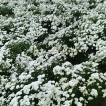 大量出售太阳白菊