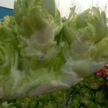 儿菜，万亩基地大量上市，一手货源产地直销直发