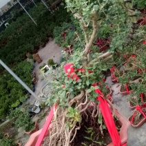 提根六月雪造型盆景包成活适合庭院阳台卧室种植及摆放