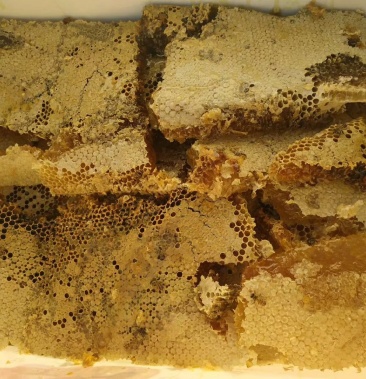 [蜂蜜批发]重庆城口高山药材花蜂蜜,假一赔十,欢迎品尝.价格100.