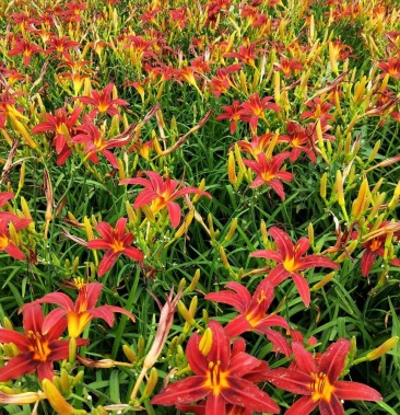 [萱草批发]红运萱草价格0.10元/棵 - 一亩田