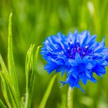 矢车菊四季易种活蓝色矢车菊种子花海公园庭院耐寒