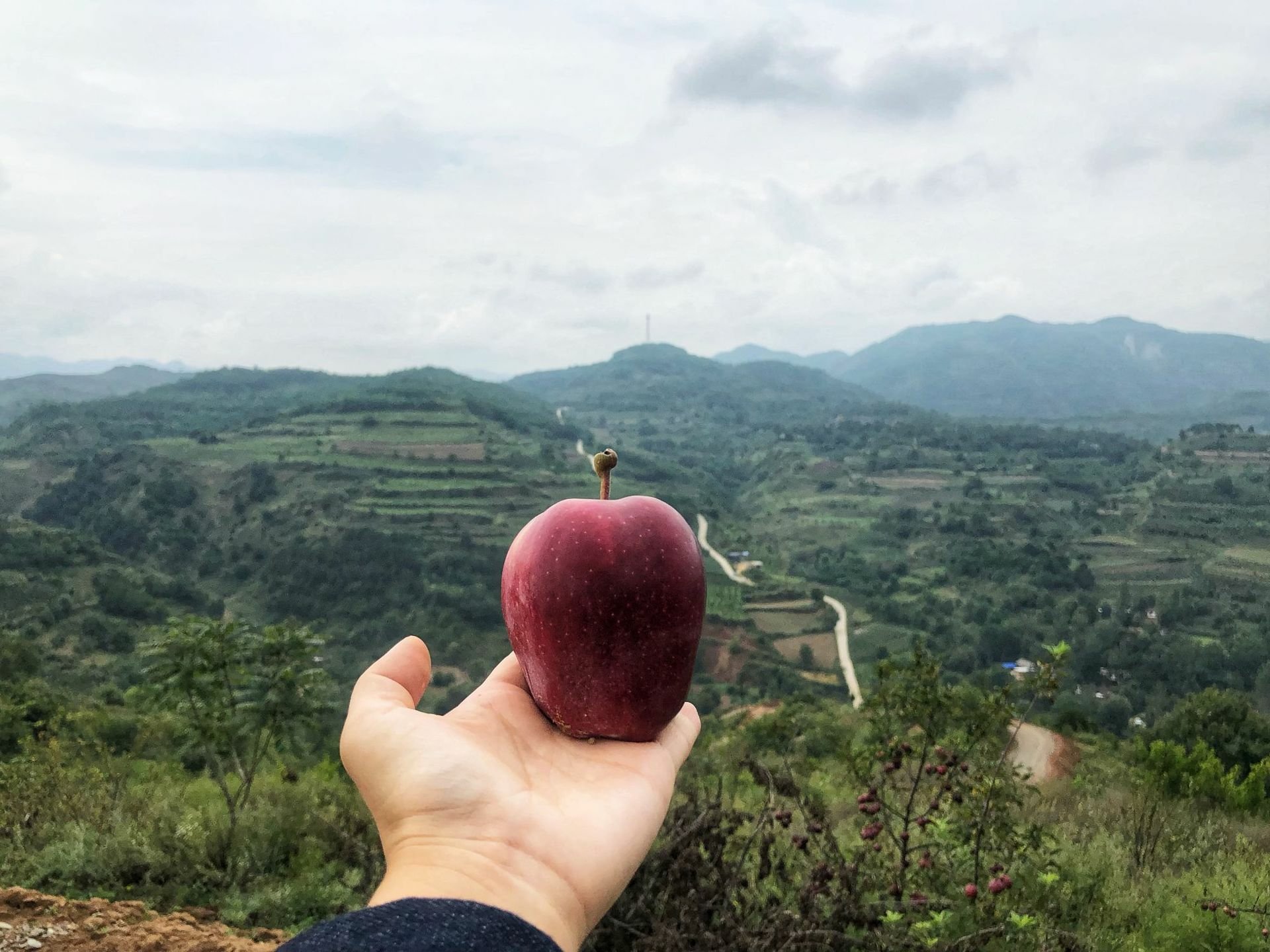 单个花牛苹果特写展示