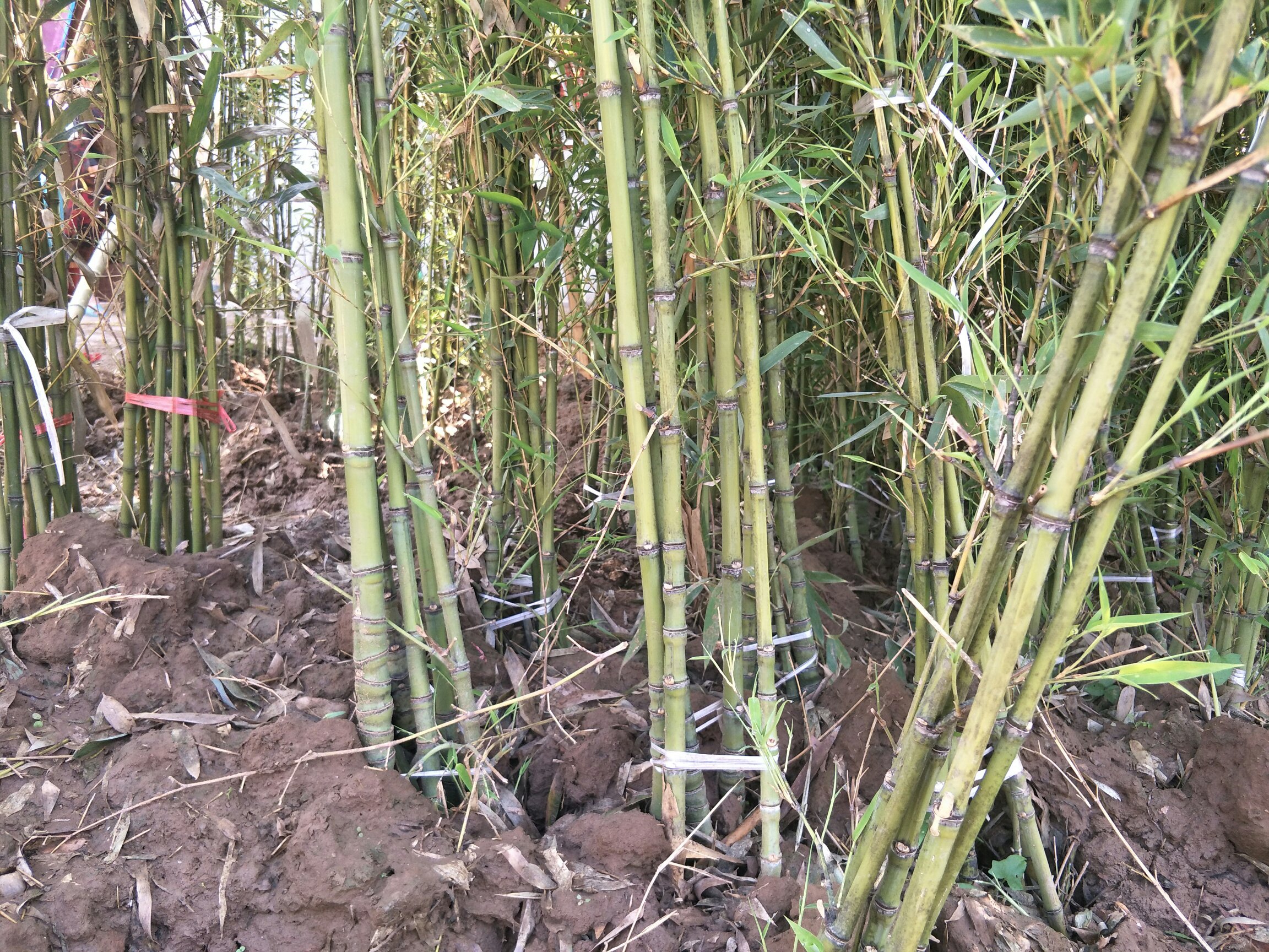 中国山竹主产区上市时间对比图,展示不同地区山竹成熟期分布 山竹采摘季节图