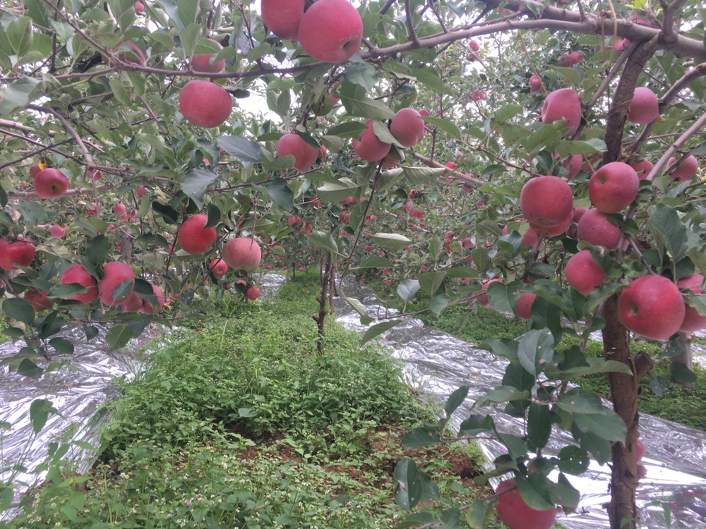 红将军苹果果园实景图