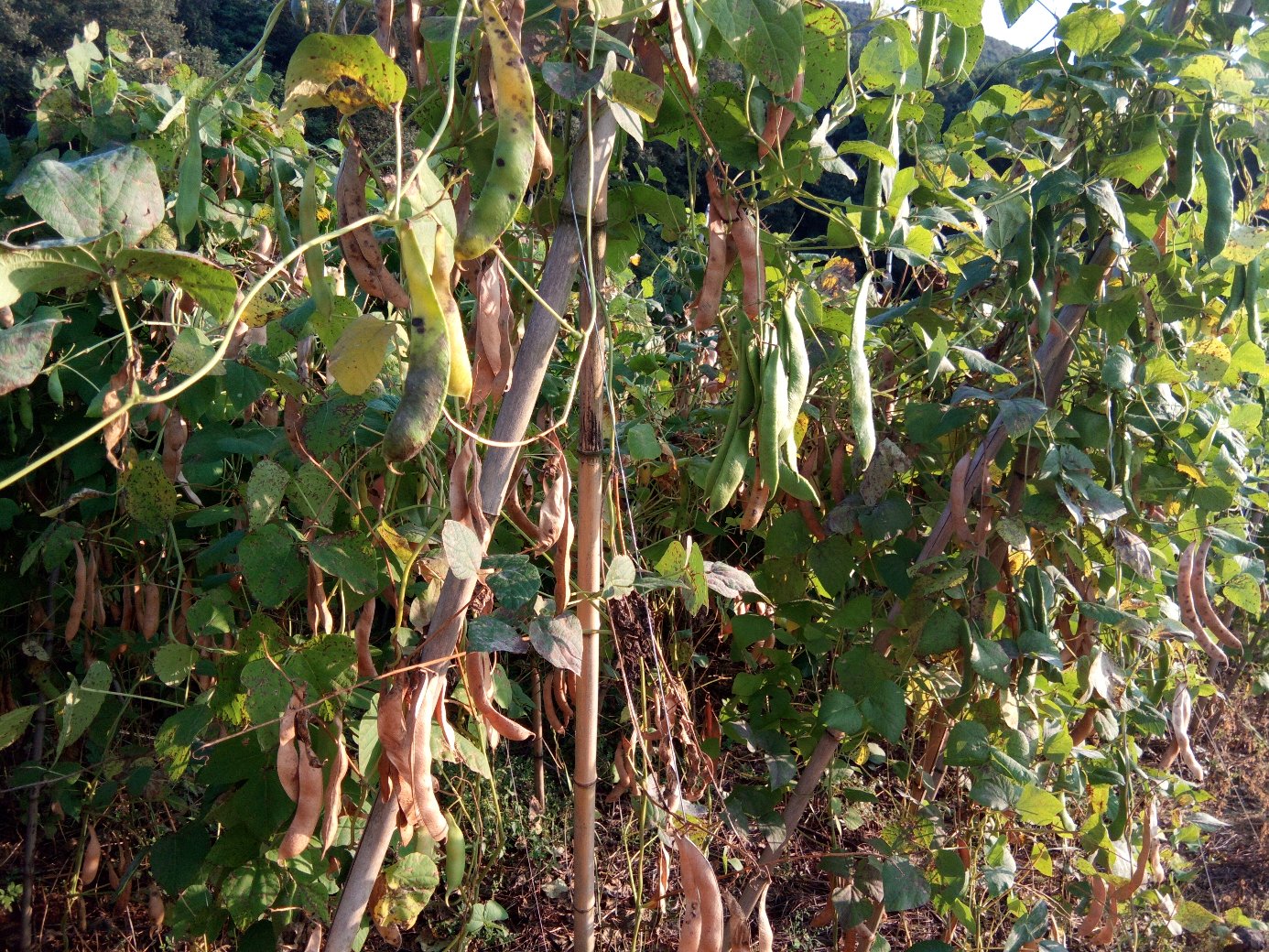 红花芸豆种植户采收图