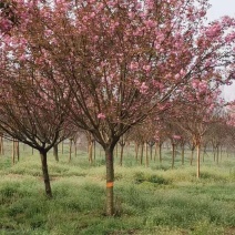 500亩樱花种植大户专卖3—15公分精品樱花