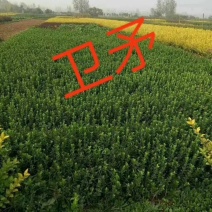 花灌木量大供应，规格全面