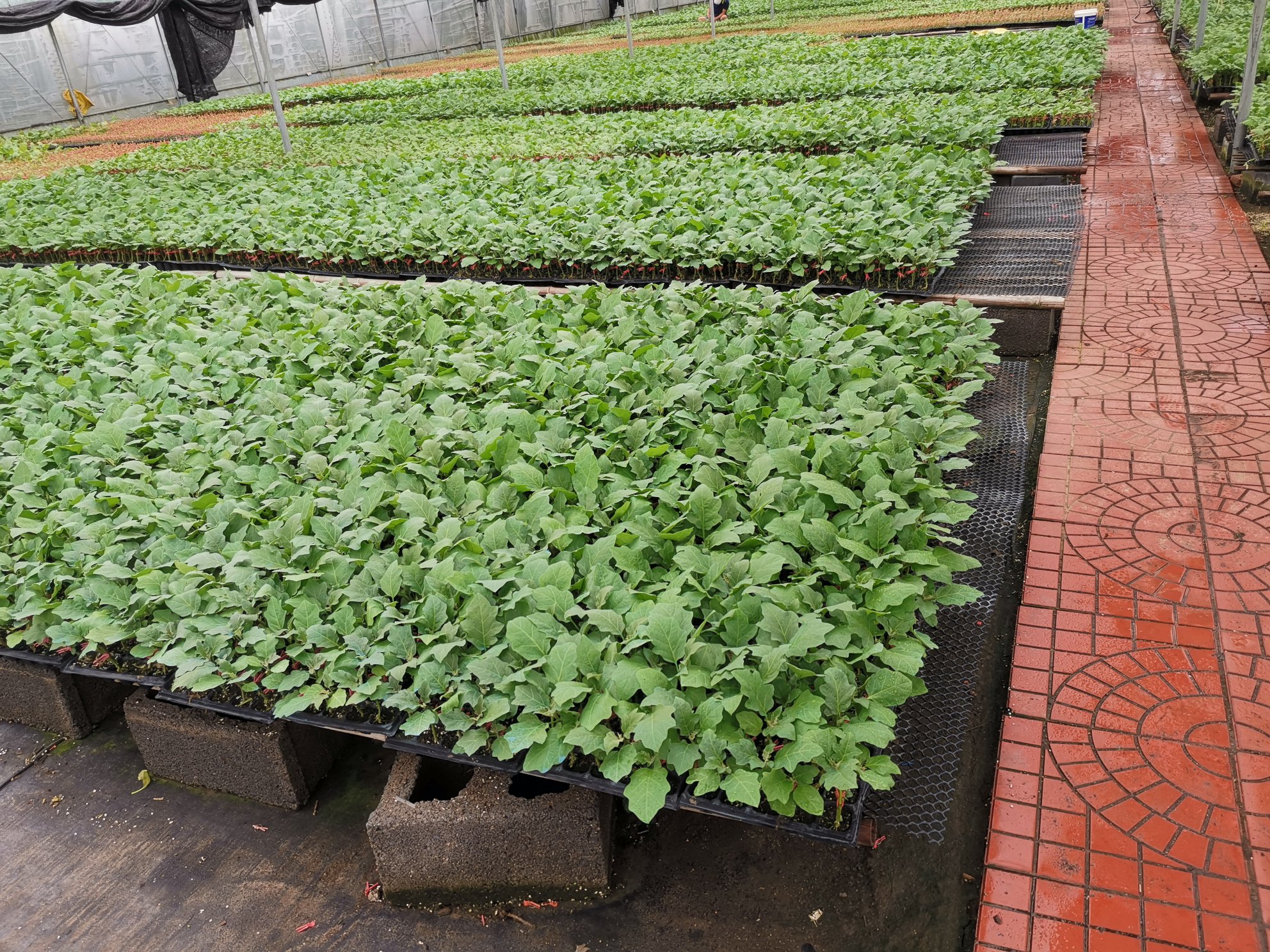 茄子苗田间育苗场景