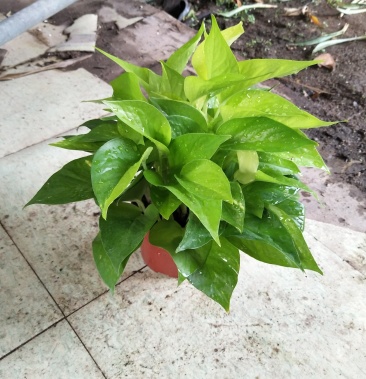 精品绿萝110黄金葛基地直销一件代发