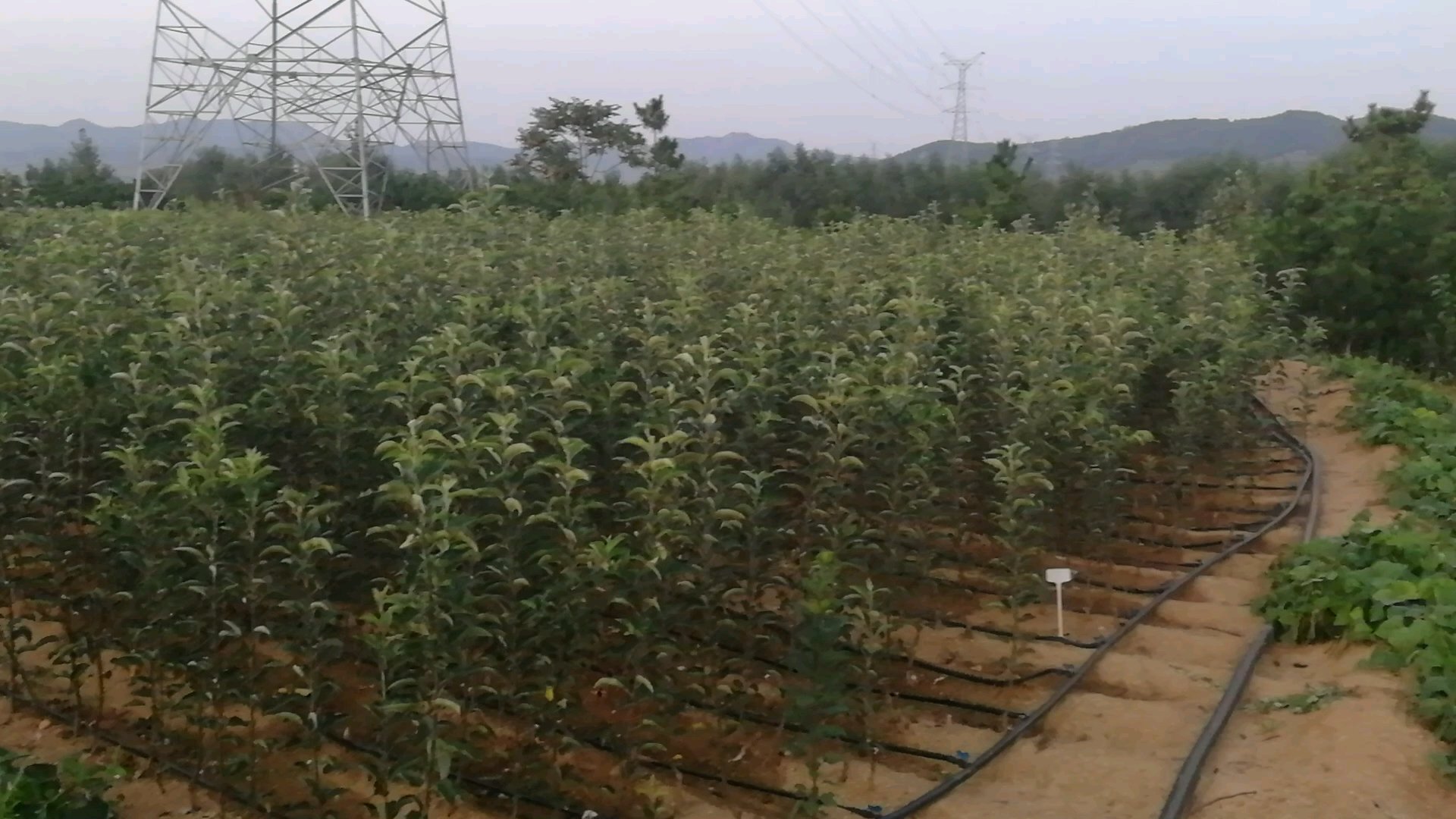 黄金百香果基地智能水肥一体化控制中心实景