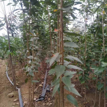 樱花苗。飞寒晚樱毛樱当年小苗成品苗大量供应