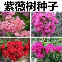 自产自销紫薇苗，紫薇树苗，百日红树苗