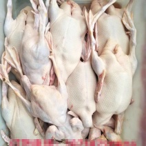 白条鸭