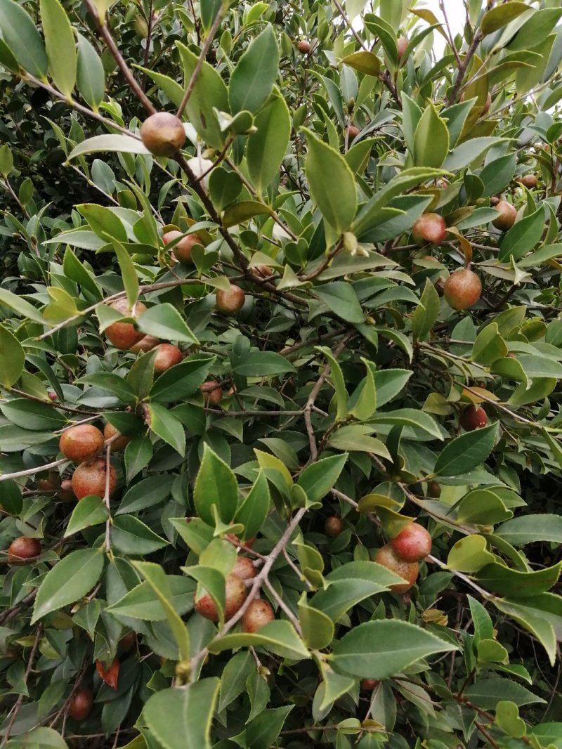 油茶果