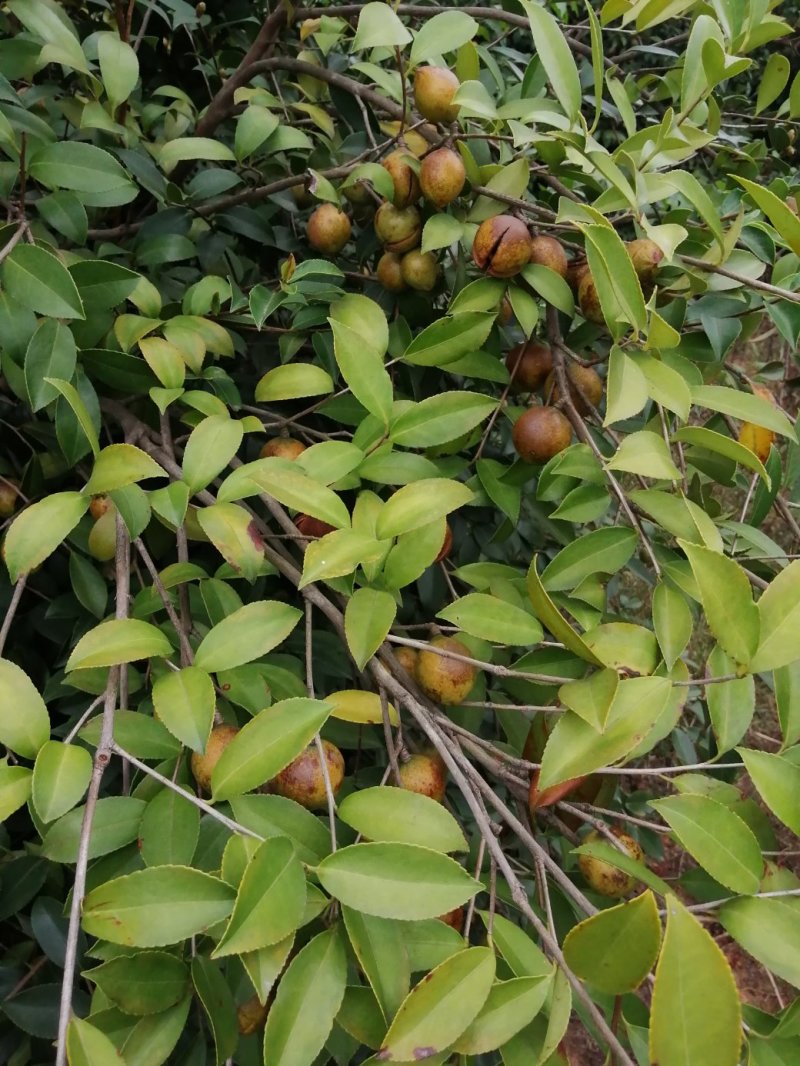 油茶果