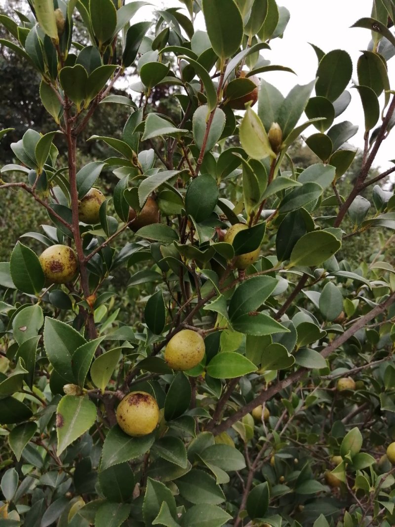 油茶果