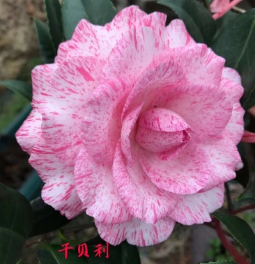 名贵品种茶花:干贝利 茶花苗12杯带花苞产地发货快递包邮