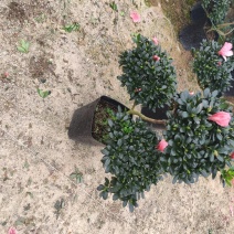 杜鹃元宝造型杜鹃永福花卉基地直销