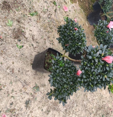 杜鹃 元宝造型杜鹃 永福花卉基地直销