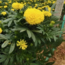 【精品】万寿菊观花四季种易活基地直发量大从优