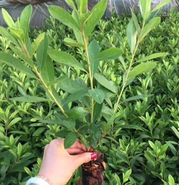 毛娟/春鹃/毛叶杜鹃/绿化苗木