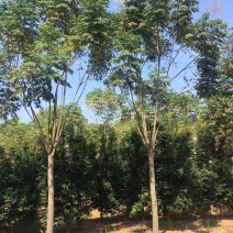 栾树12-20苗圃直供批发湖南益阳绿青苗木