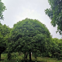 桂花农户直销一手货源四季桂八月桂丹桂质量保证包手续