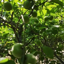 青梅苗，长农17，大叶青，小叶青嫁接苗