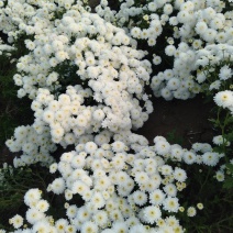 出售太阳白菊
