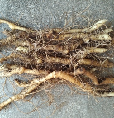 大别山野生玉竹新鲜玉竹玉竹根