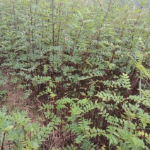 花椒树苗