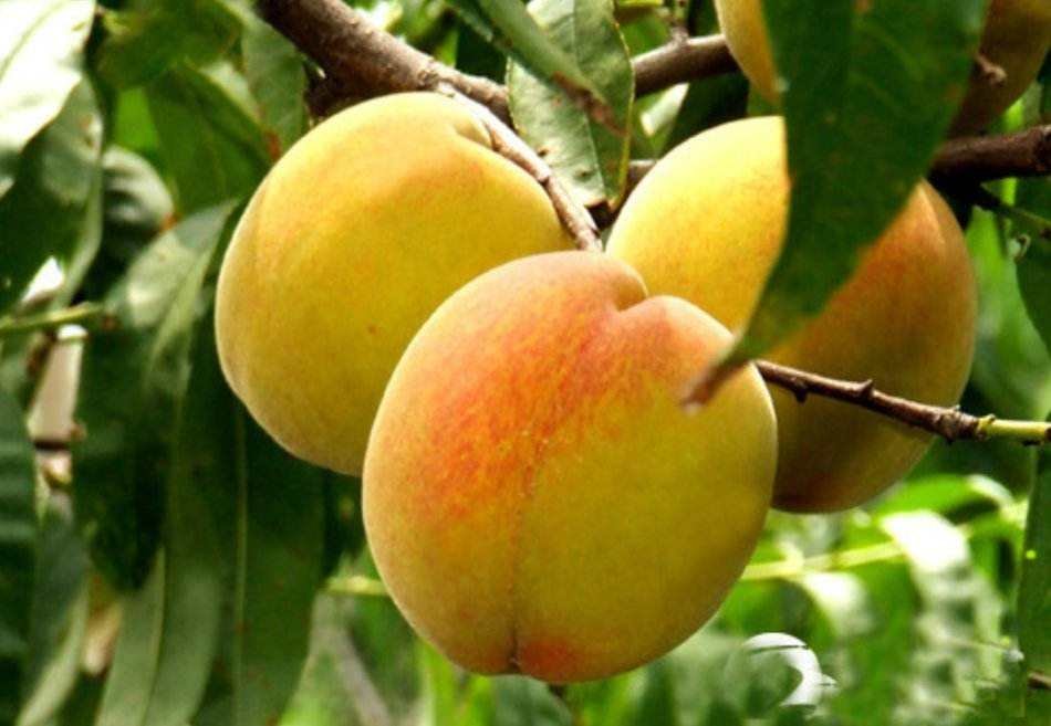 四川成都龙泉驿黄桃采摘现场