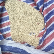香橙种子，正宗资阳软枝小叶香橙种子，假一赔十