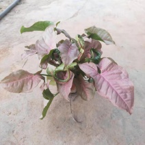 红粉佳人合果芋盆栽花卉室内观叶植物四季常青绿植