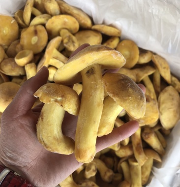 白葱牛肝菌 冻货 水白葱菌 产地大量批发!