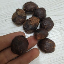木油桐籽，纯野生。价格商量着来